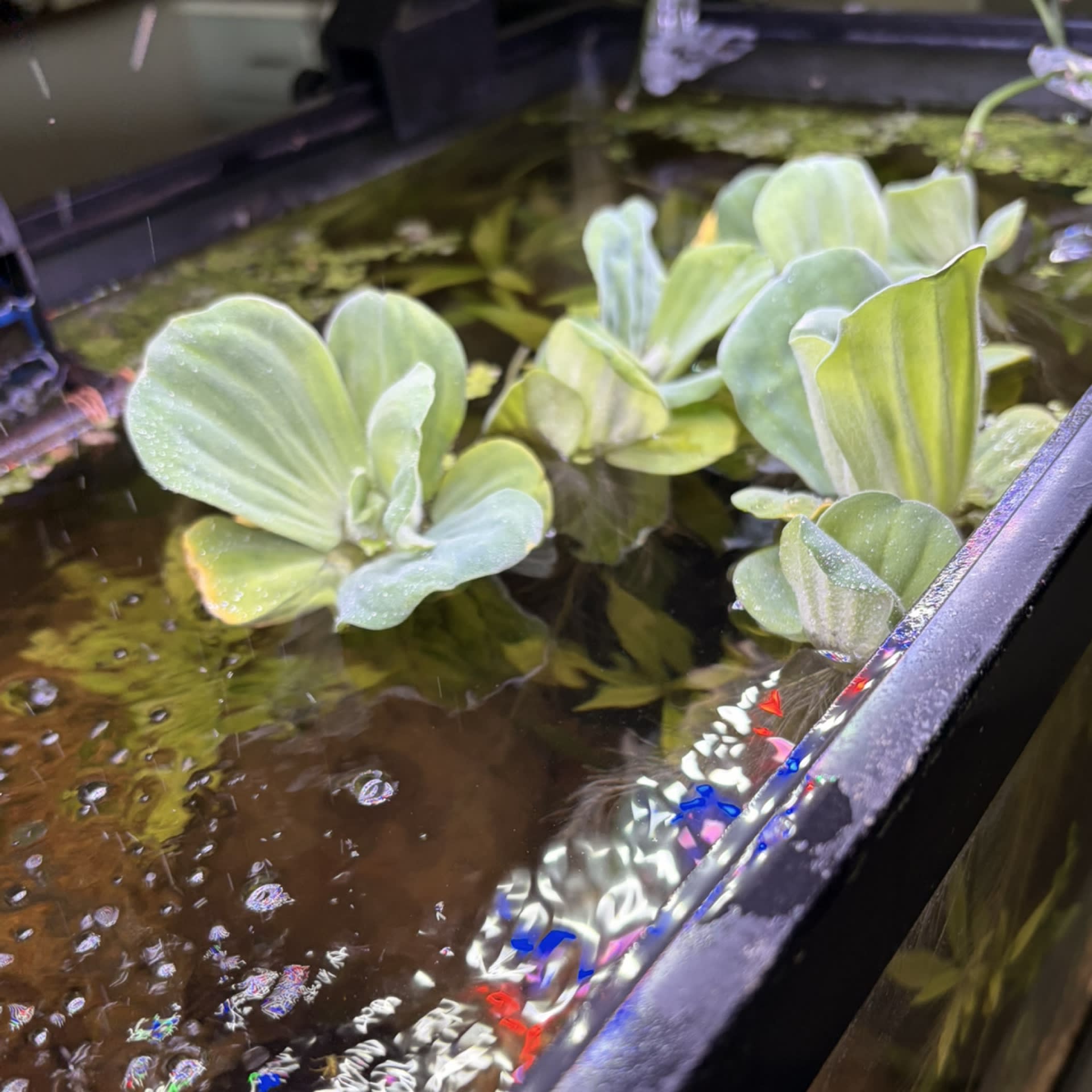 Water Lettuce