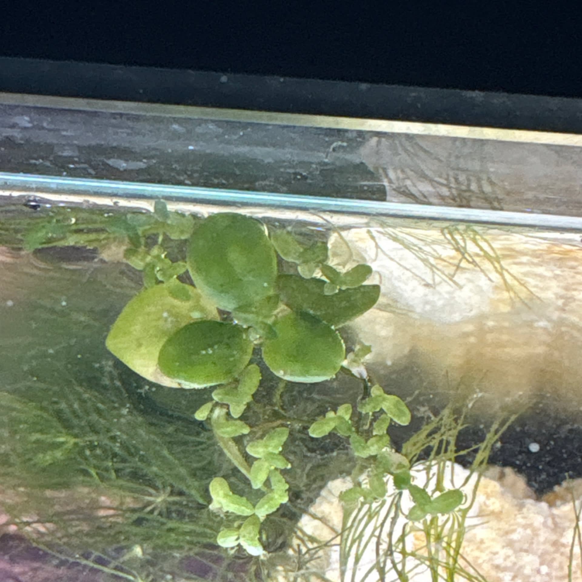 Duckweed