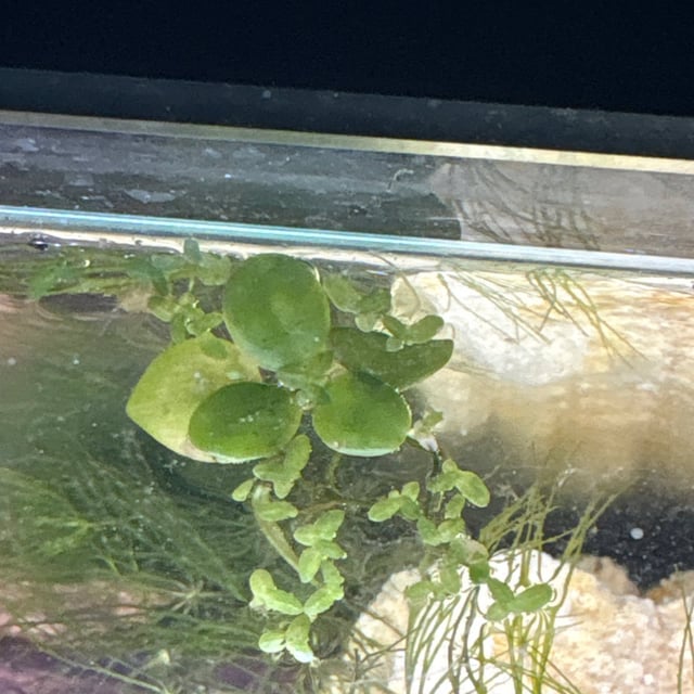 Duckweed