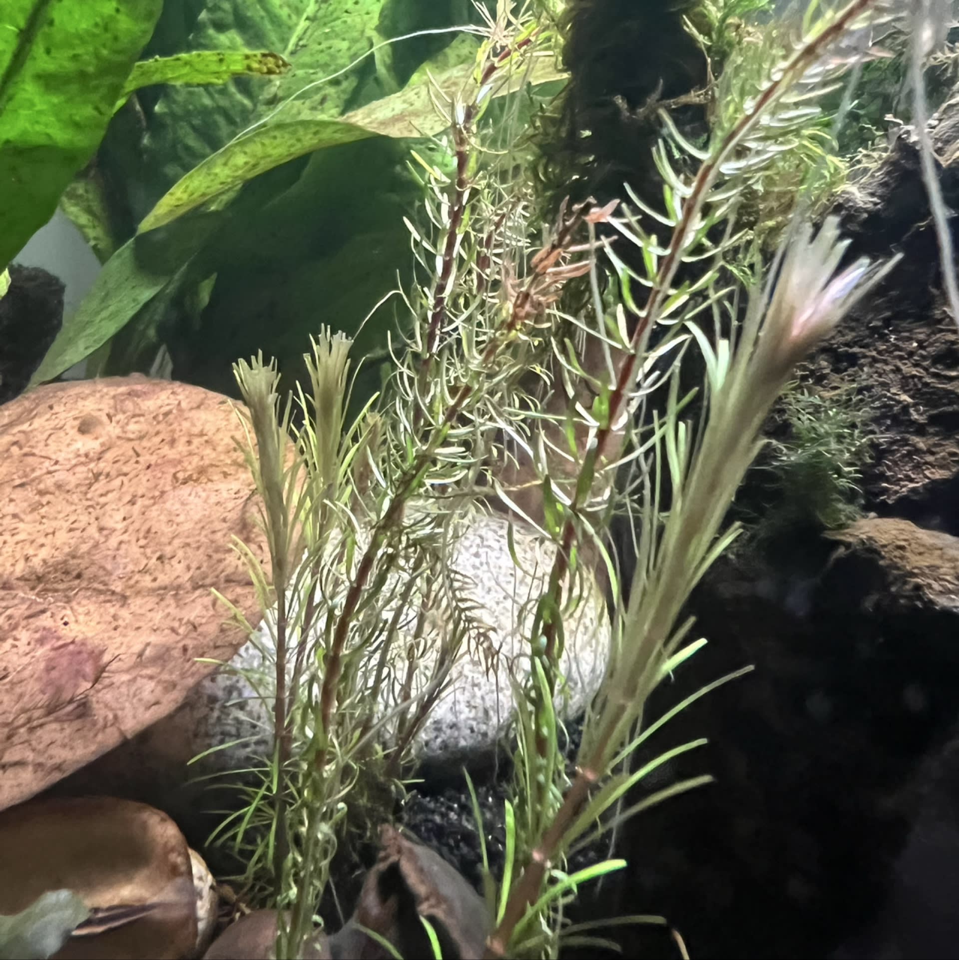 Rotala Wallichii