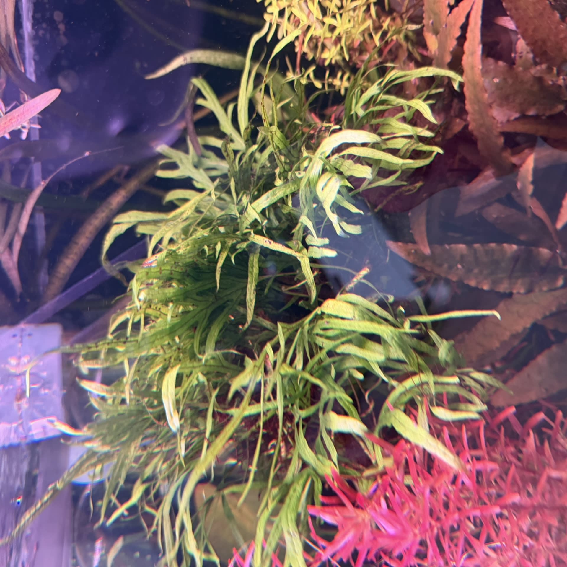 Microsorum Trident