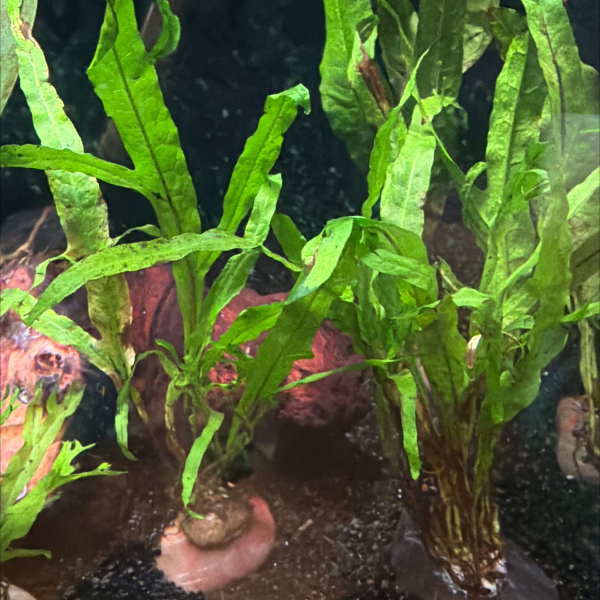 Microsorum Trident