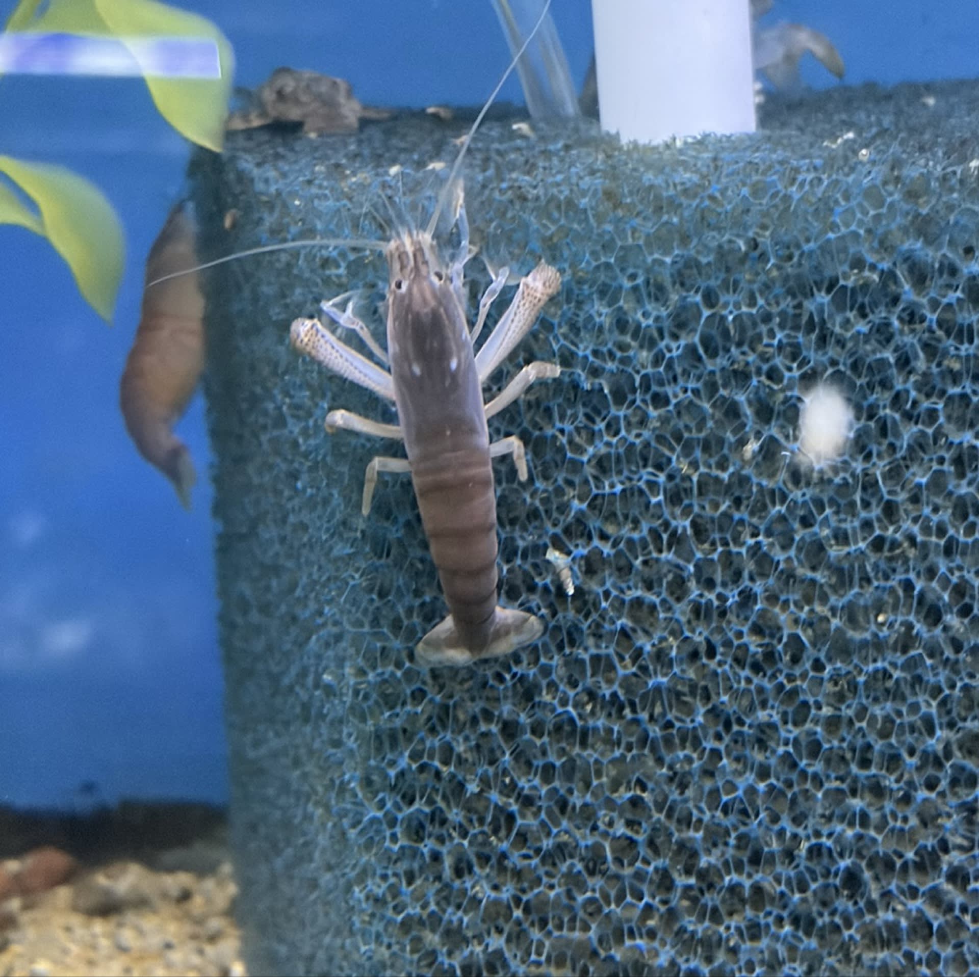 Vampire Shrimp