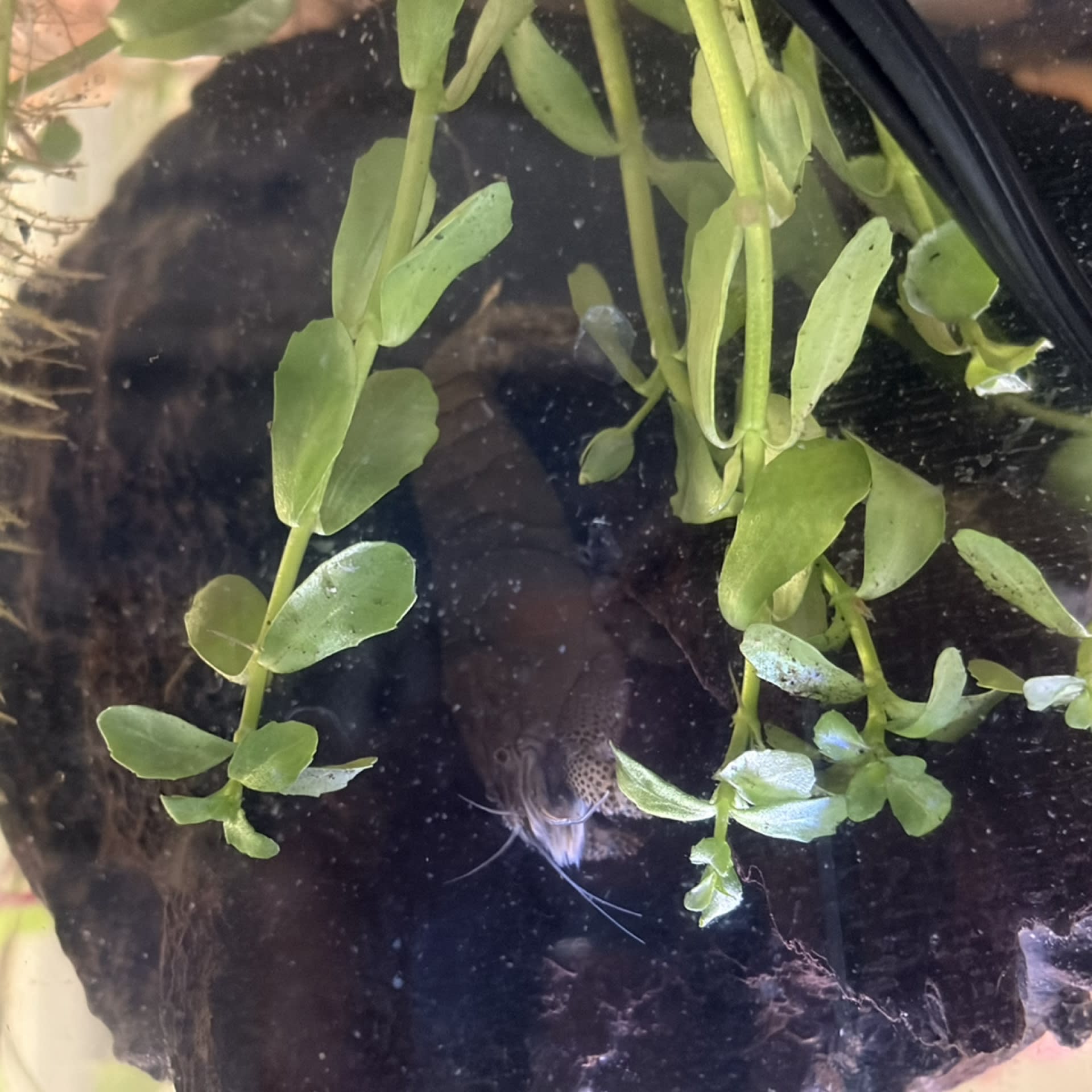 Vampire Shrimp