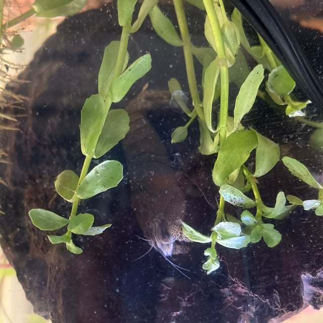 Vampire Shrimp