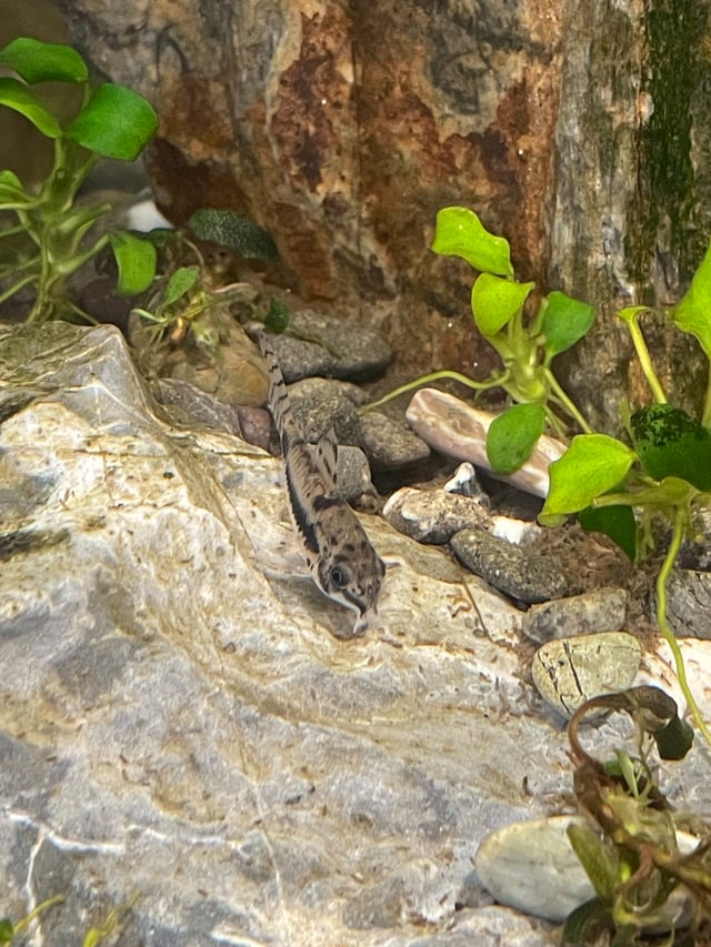 Salt & Pepper Corydoras