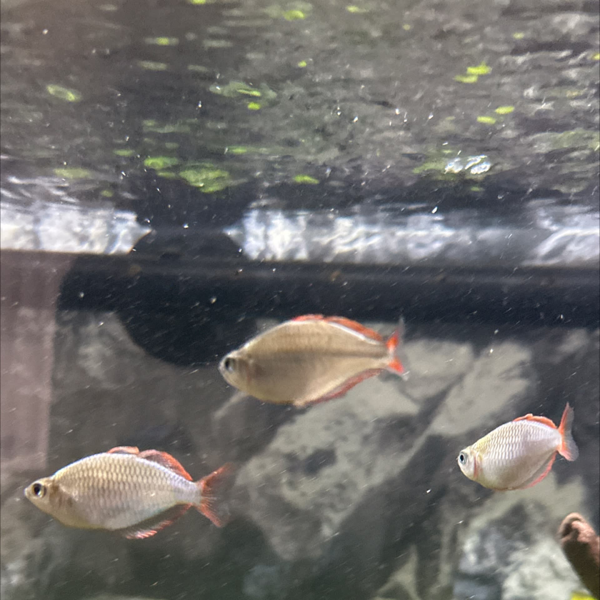 Dwarf Neon Rainbowfish