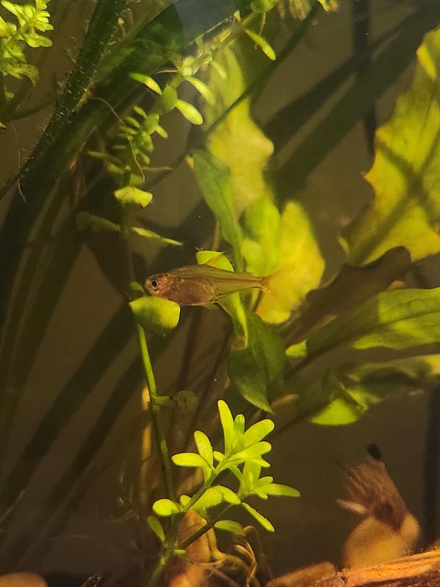 X-Ray Tetra