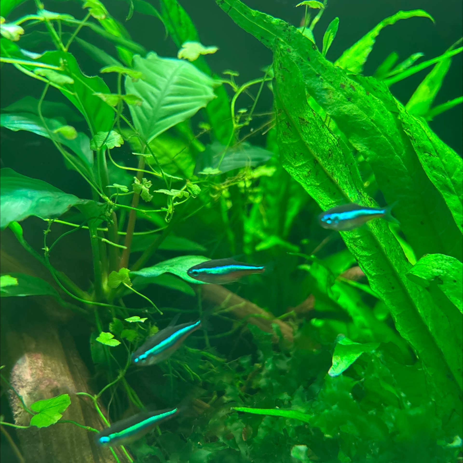 Green Neon Tetra