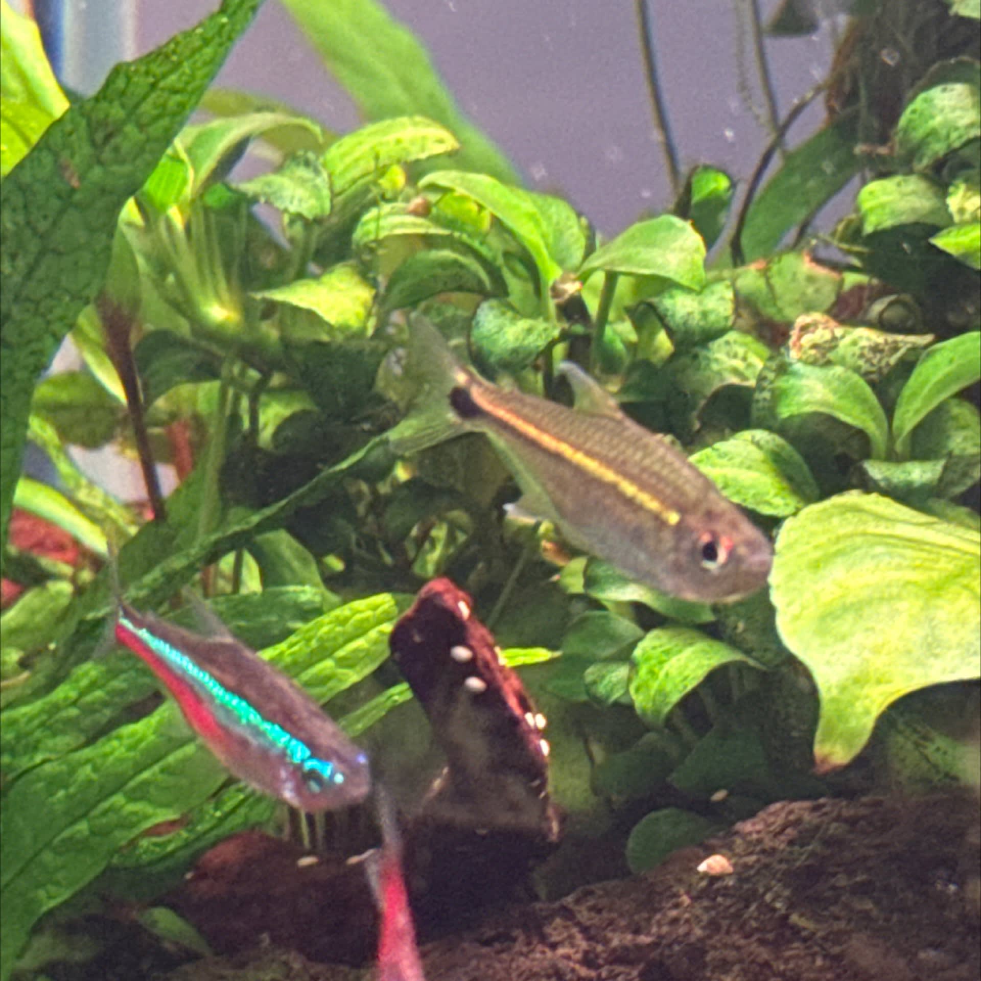 Silvertip Tetra