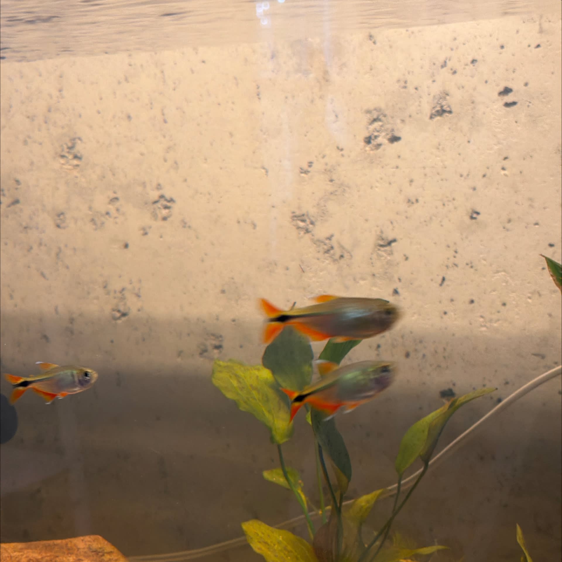 Buenos Aires Tetra
