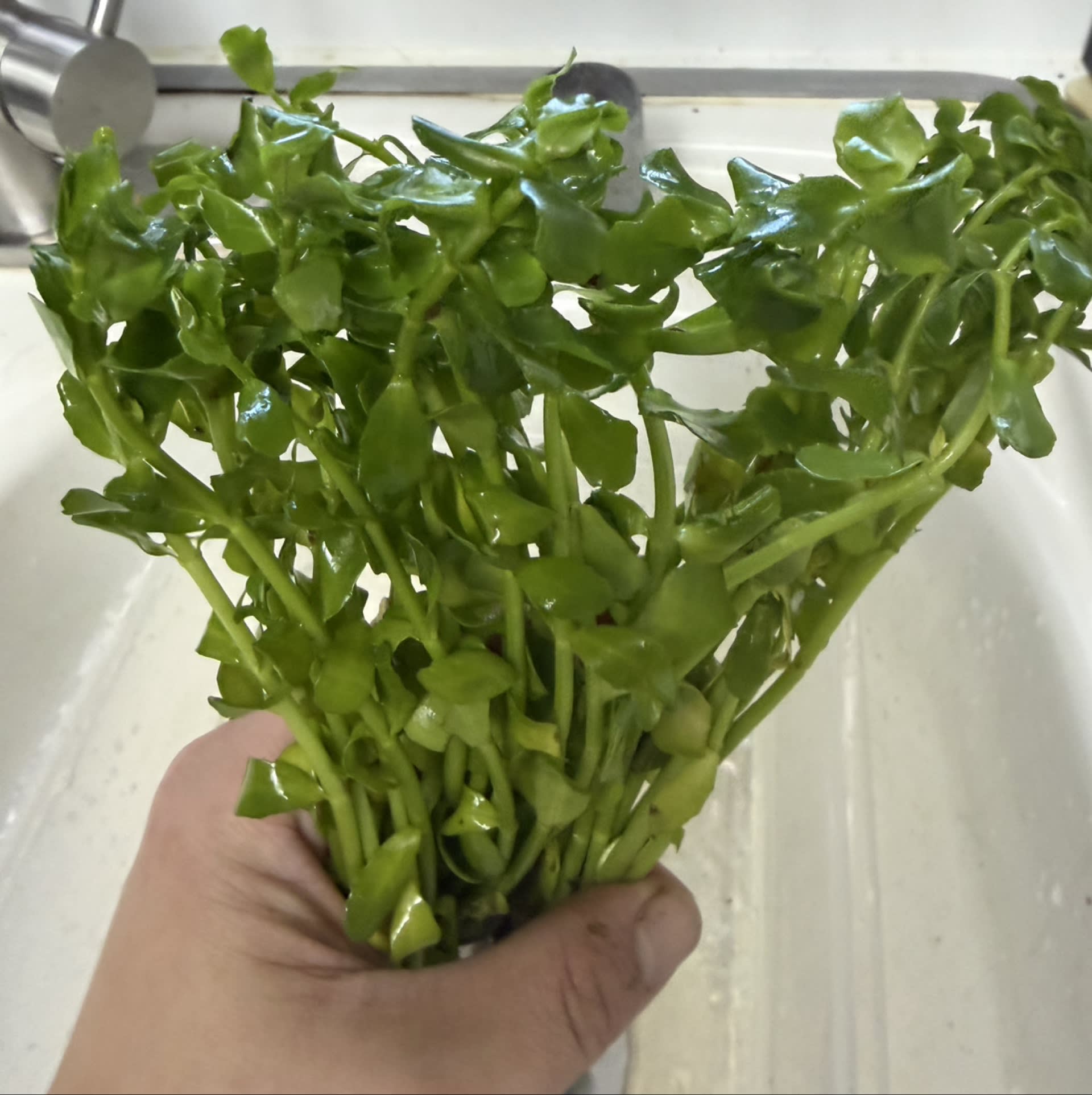 Bacopa Monnieri