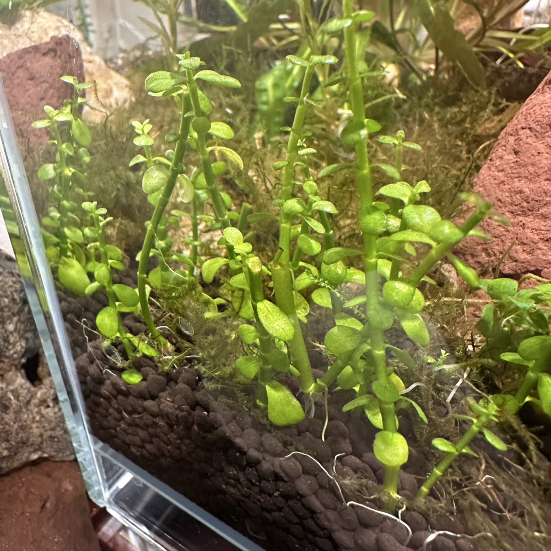 Bacopa Monnieri