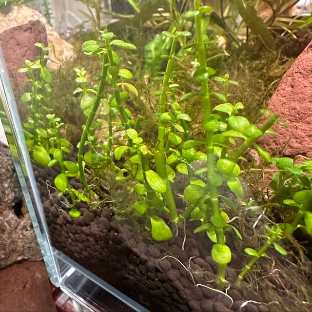 Bacopa Monnieri