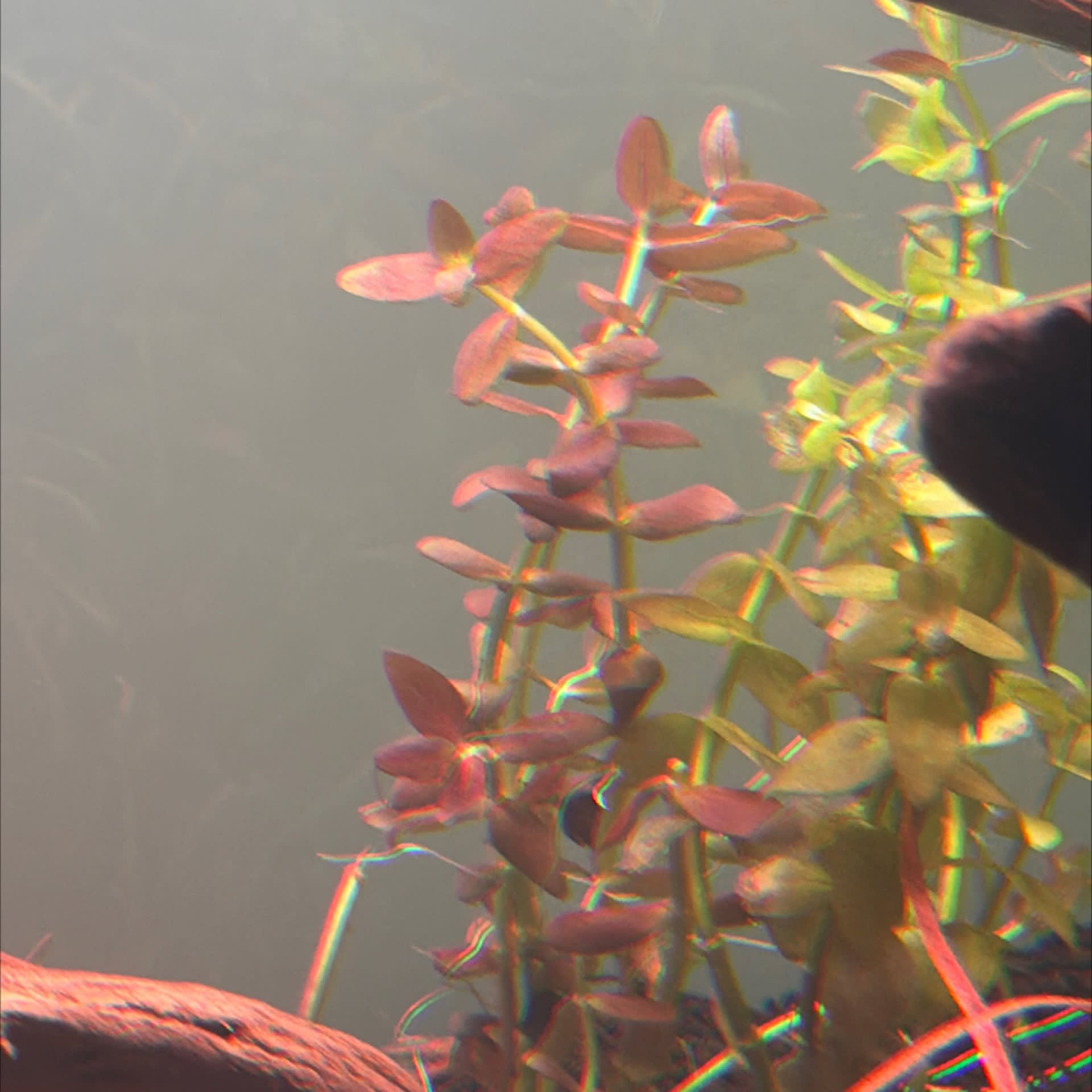 Bacopa Salzmannii