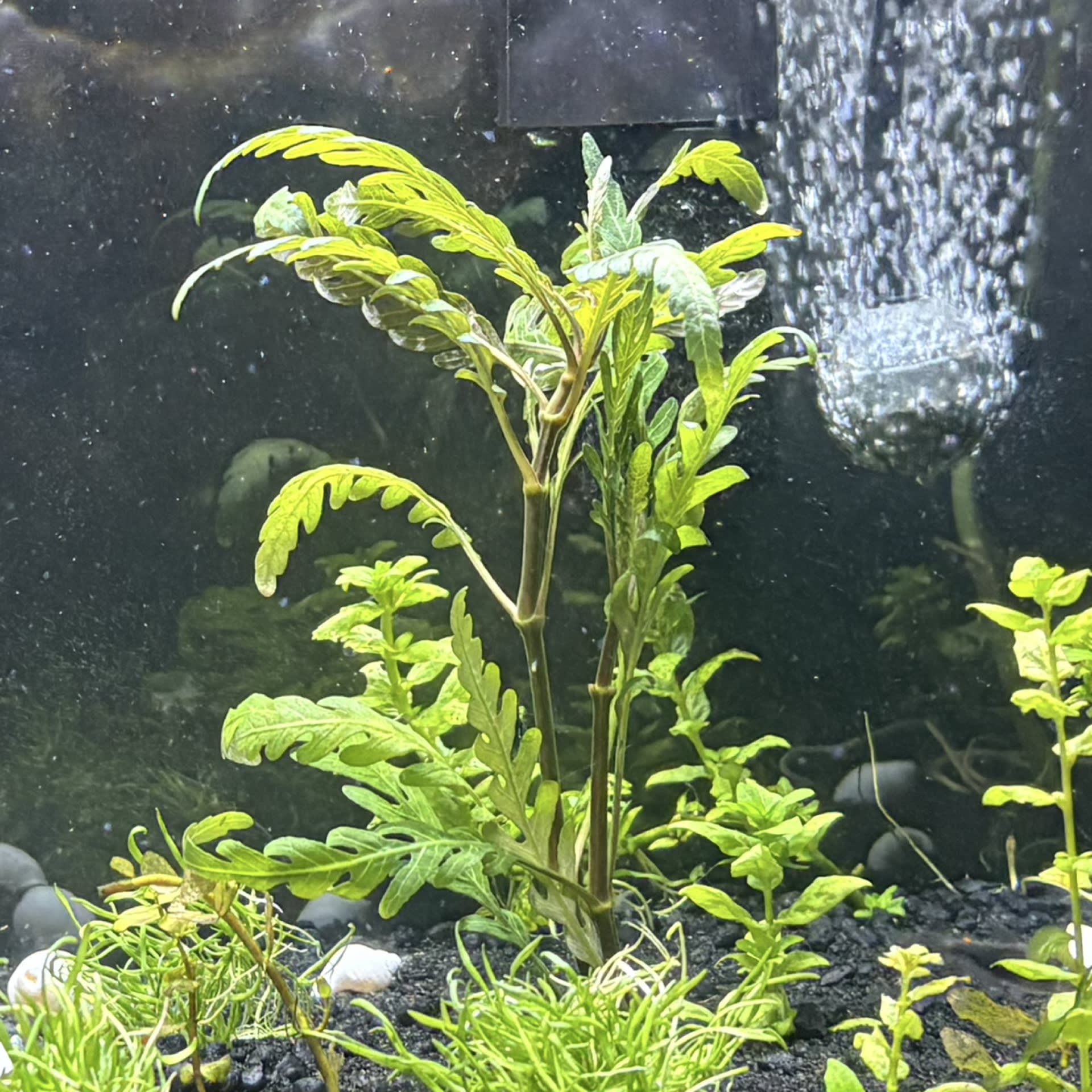 Hygrophila Pinnatifida