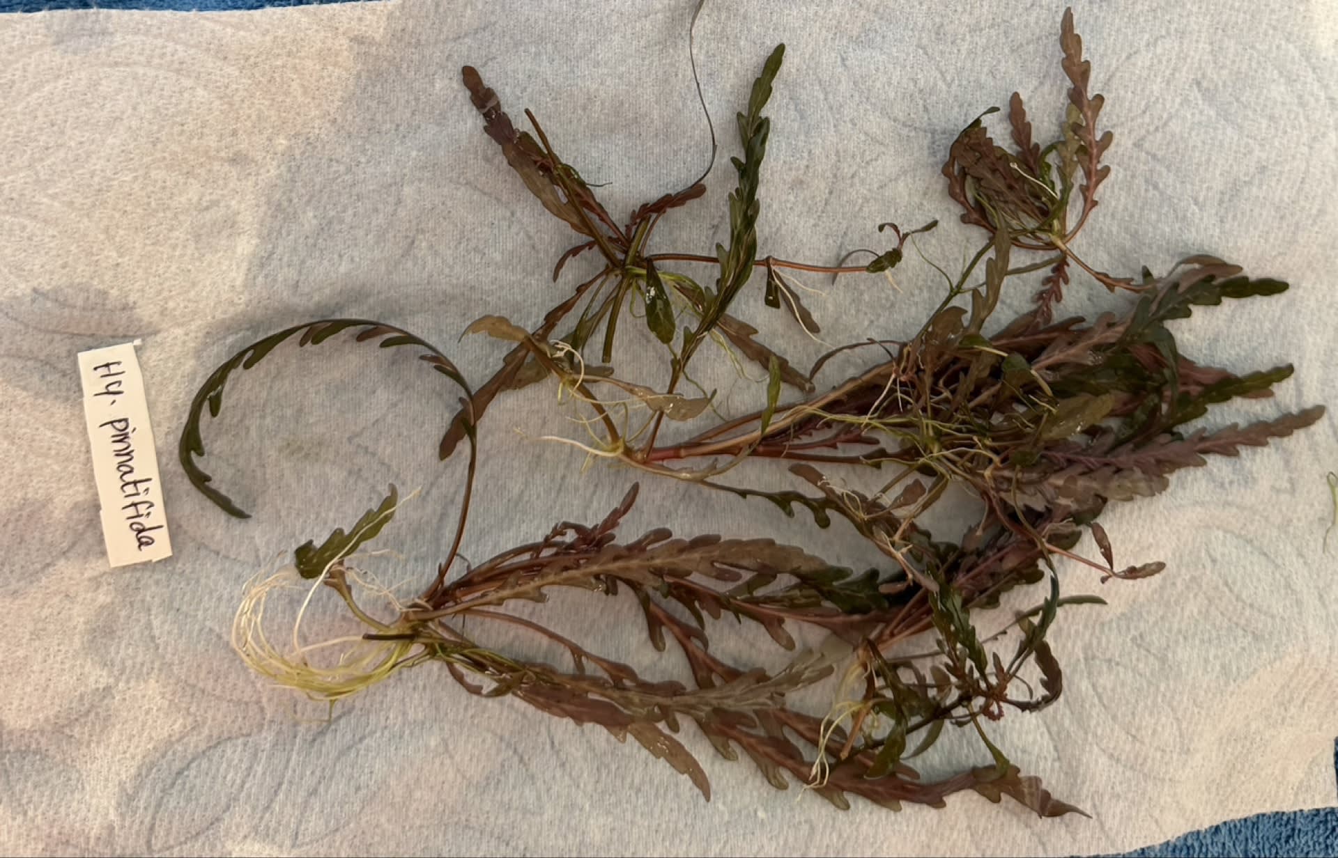 Hygrophila Pinnatifida