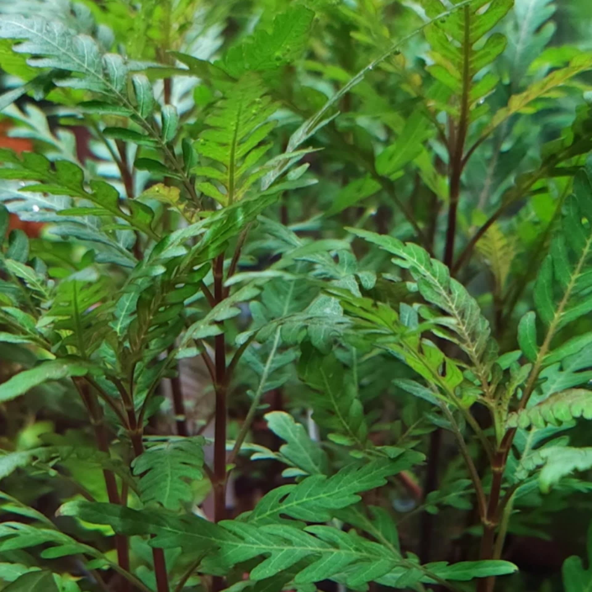Hygrophila Pinnatifida
