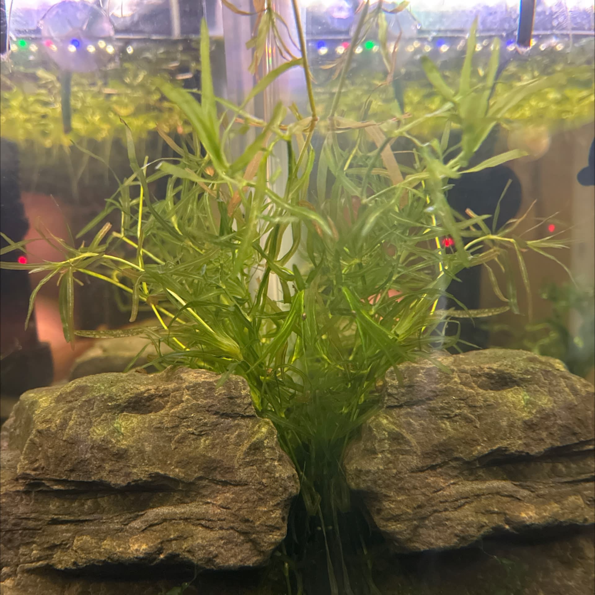 Najas Guadalupensis