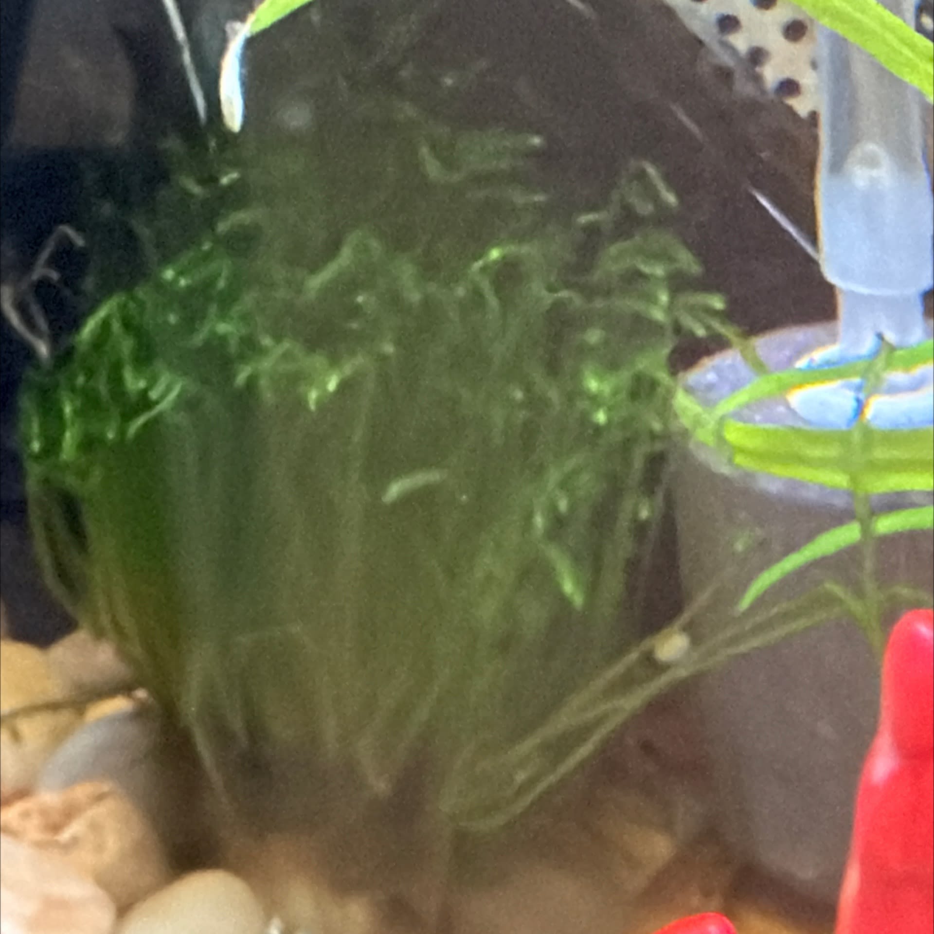 Spiky Moss