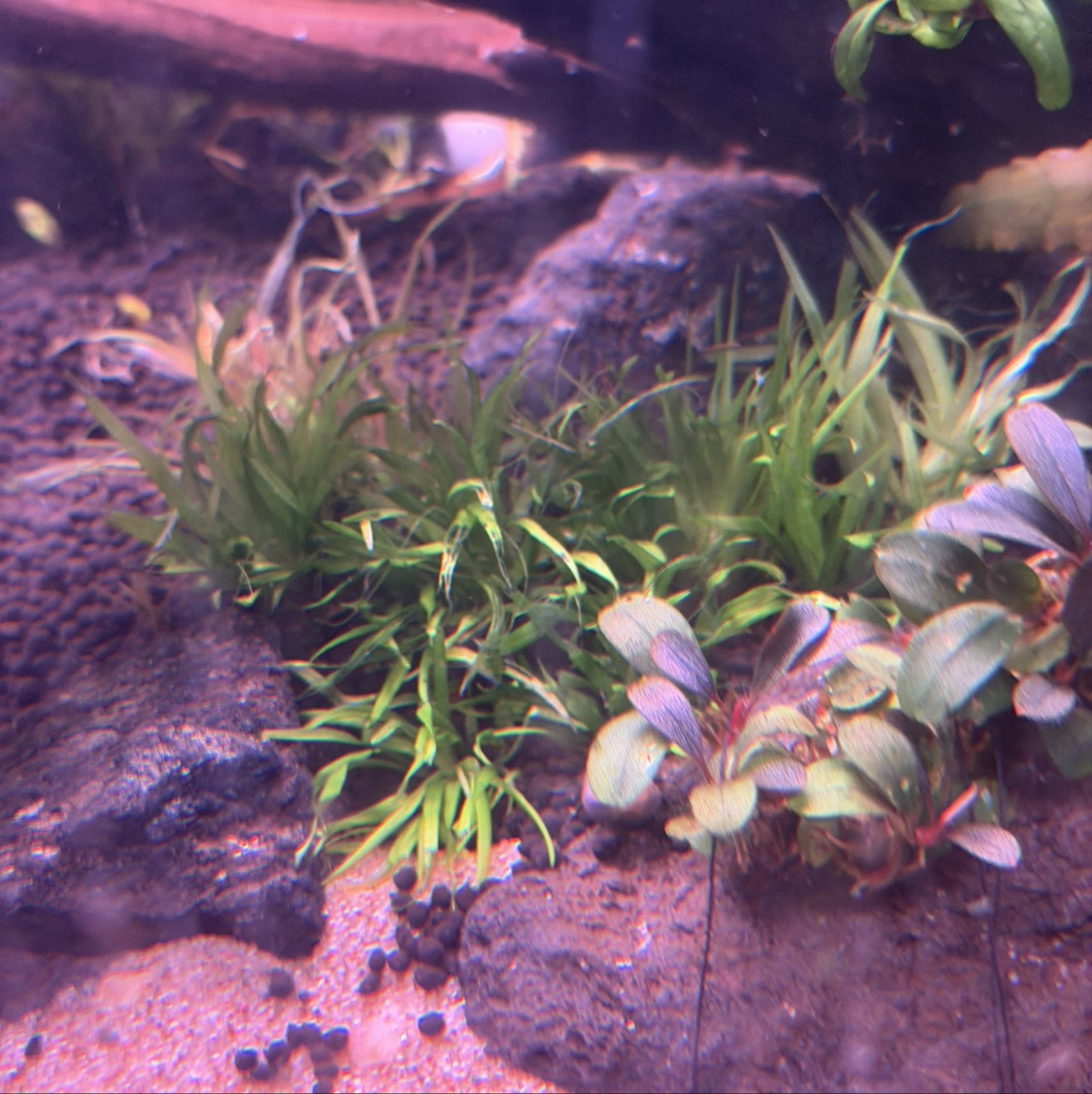 Blyxa Japonica