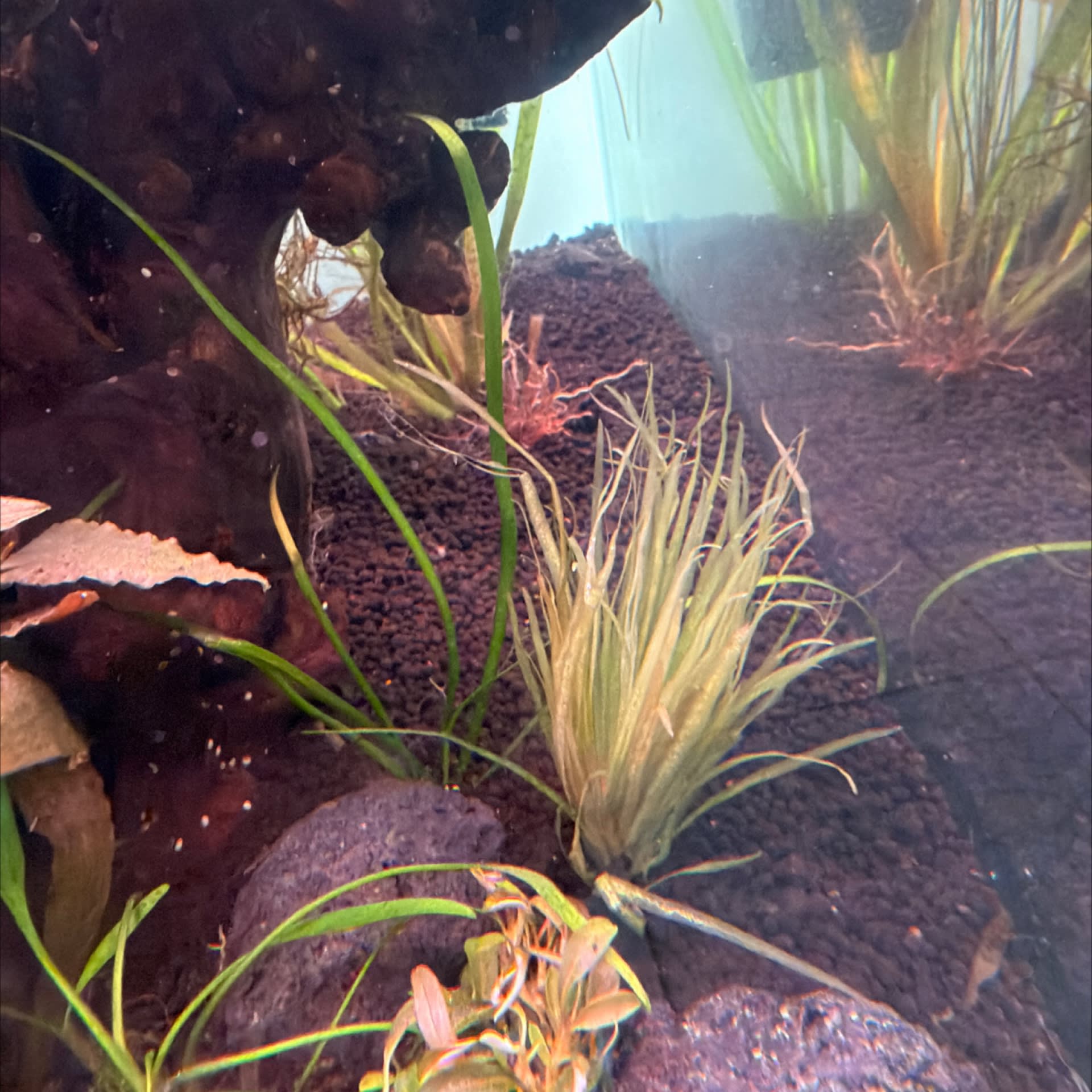 Blyxa Japonica