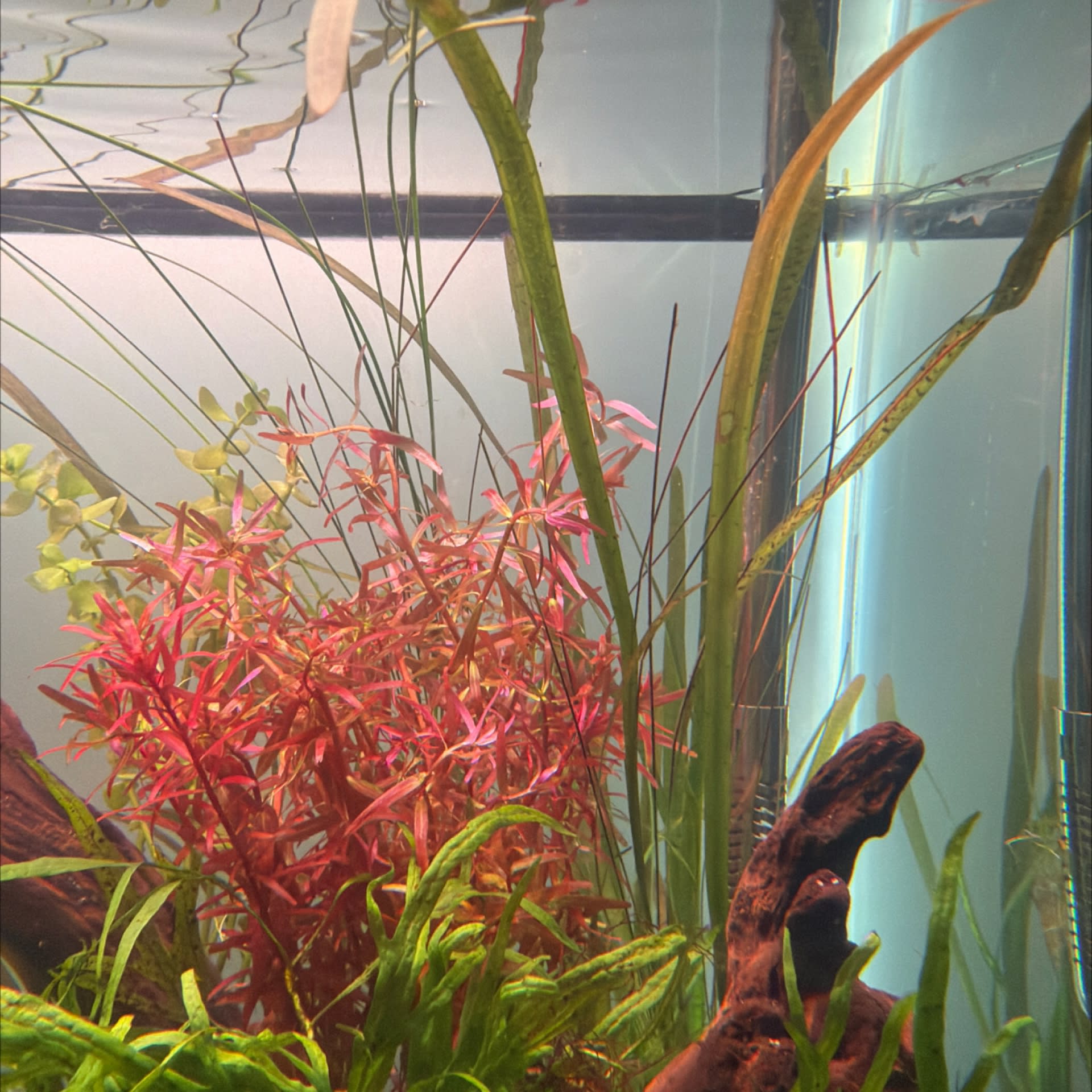 Vallisneria Americana