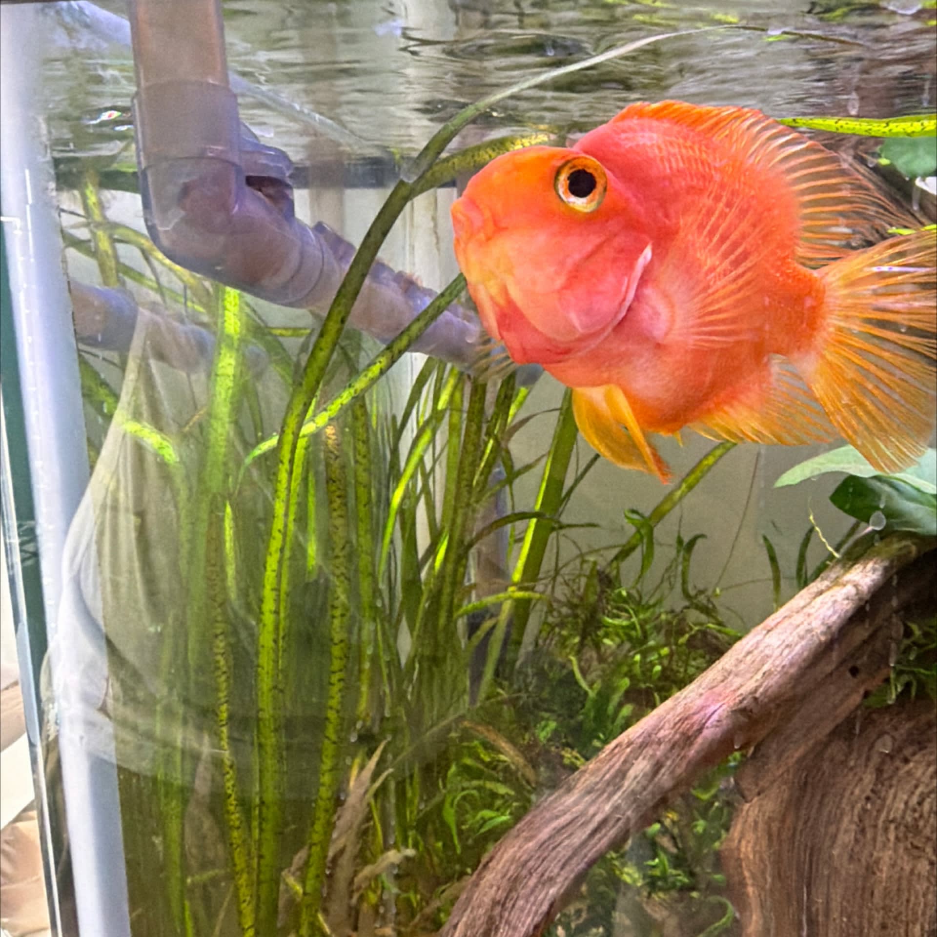Vallisneria Americana