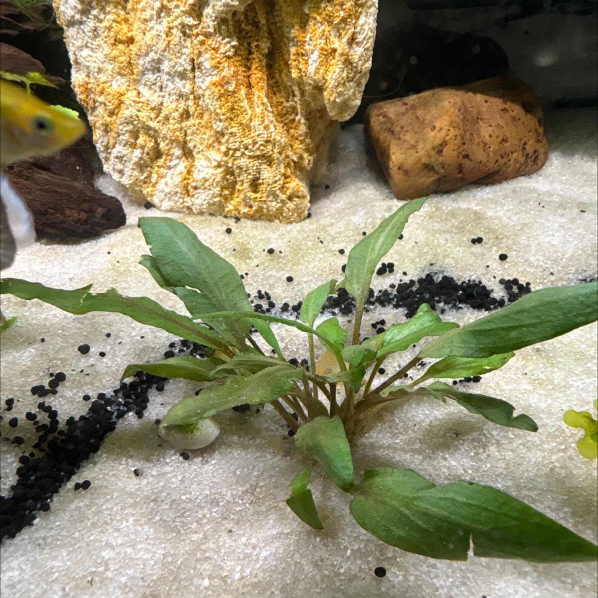 Cryptocoryne Undulata