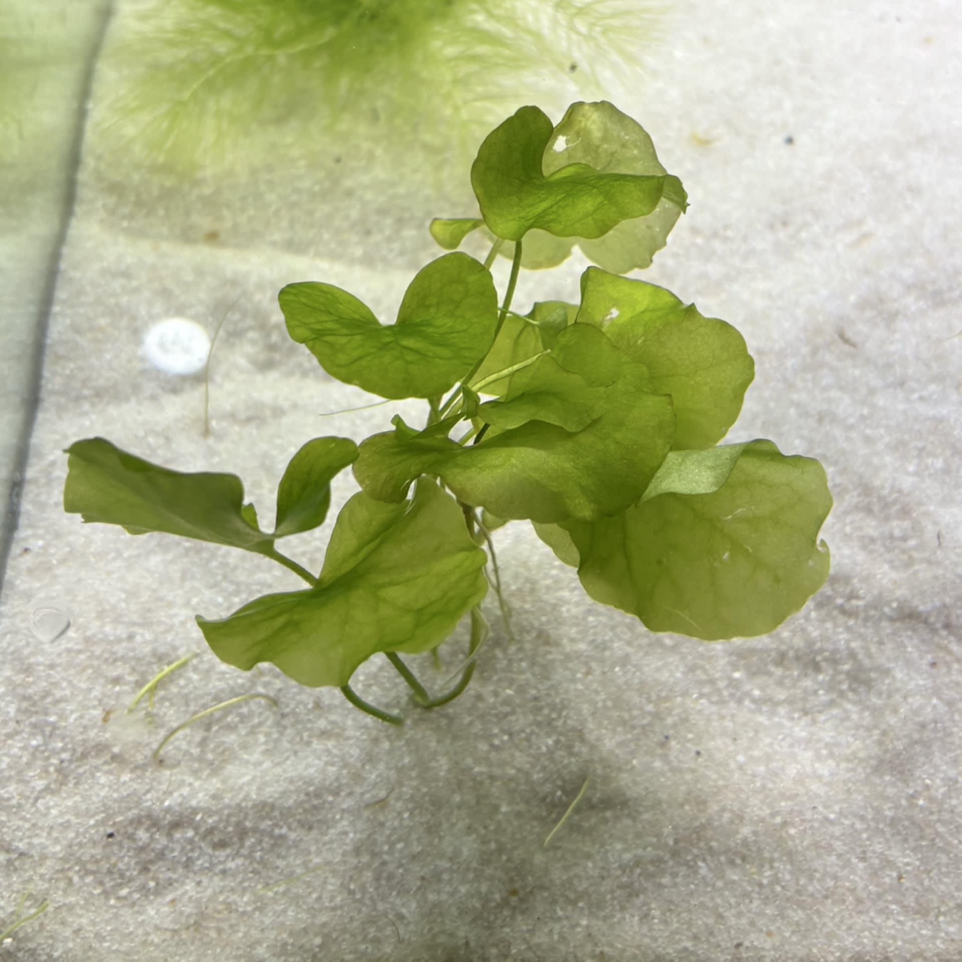 Nymphoides Taiwan