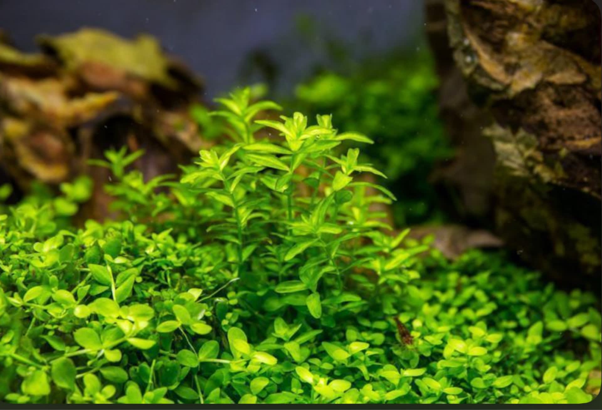 Hemianthus Micranthemoides