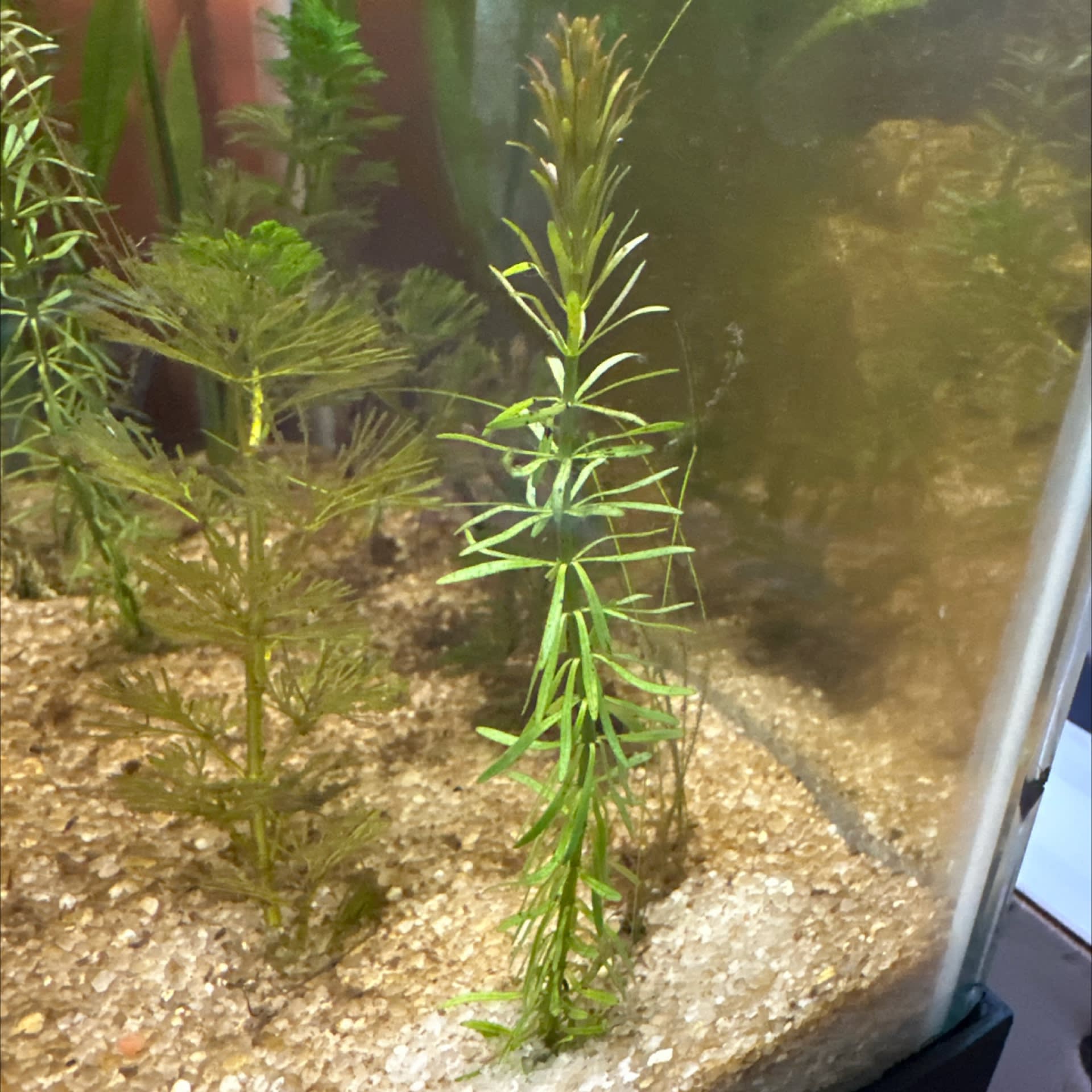 Limnophila Hippuridoides