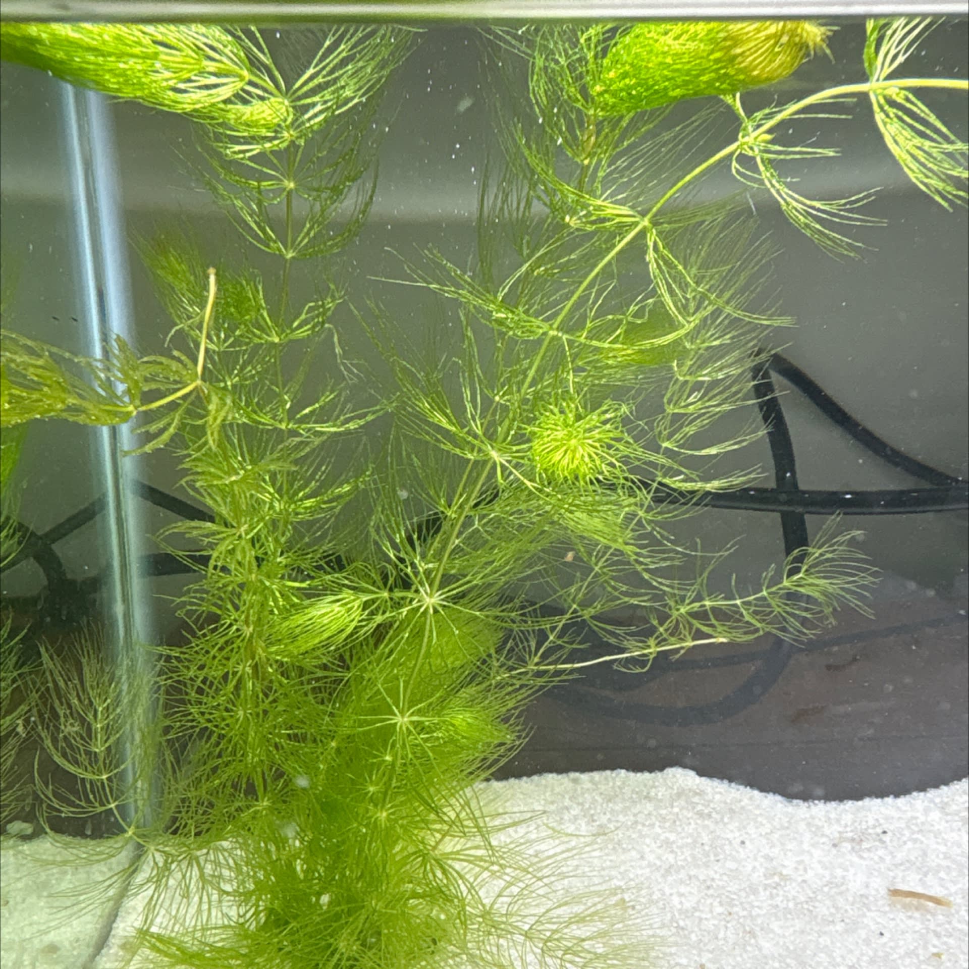 Myriophyllum Tuberculatum