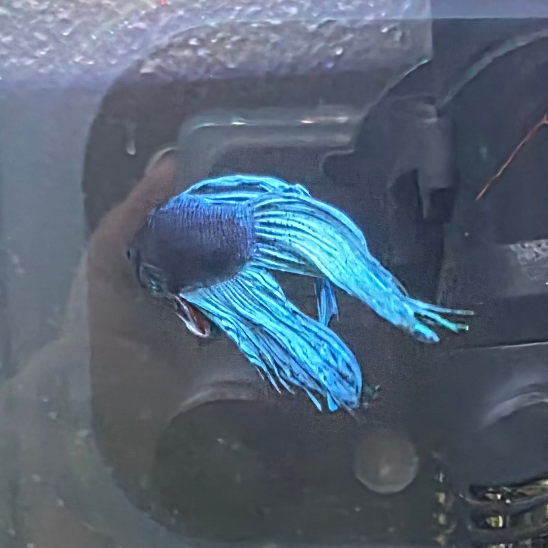 Halfmoon Betta