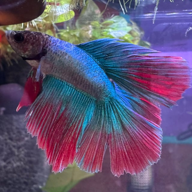 Halfmoon Betta