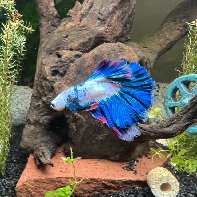 Halfmoon Betta