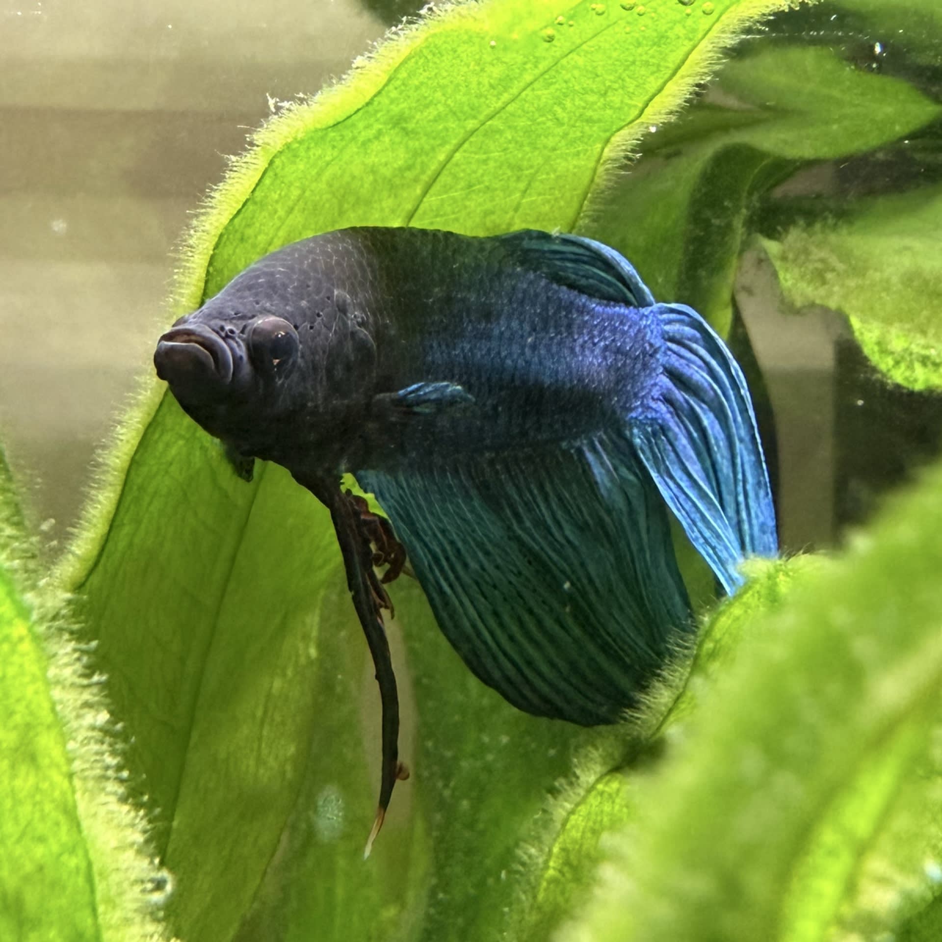 Halfmoon Betta