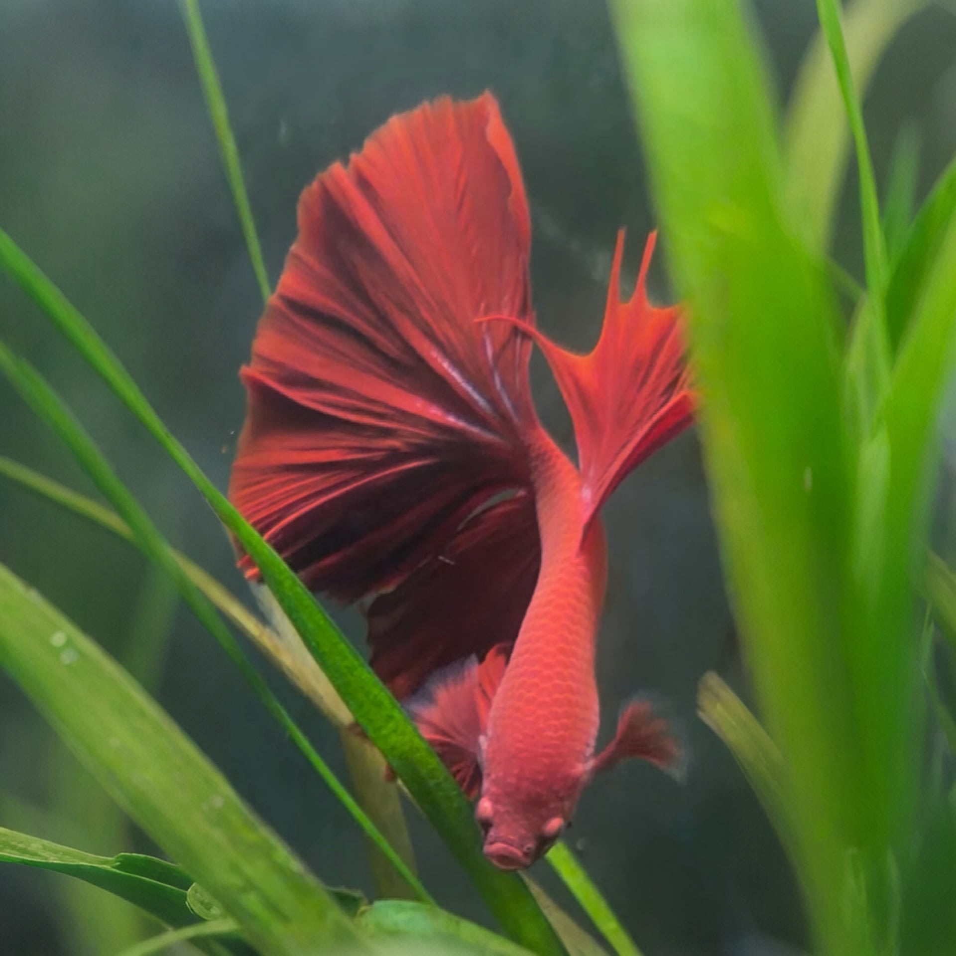 Halfmoon Betta