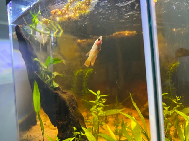 Crowntail Betta