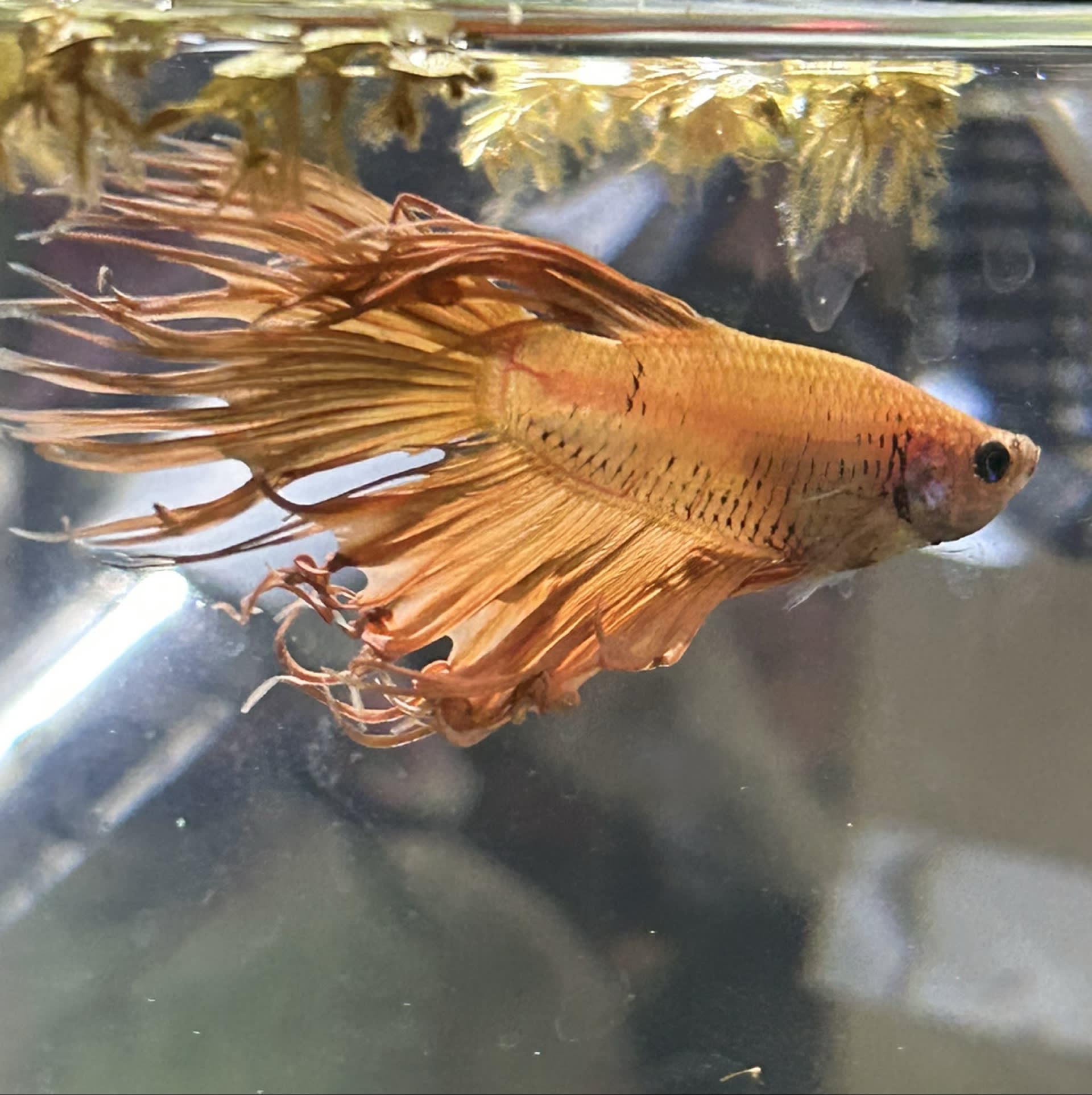 Crowntail Betta