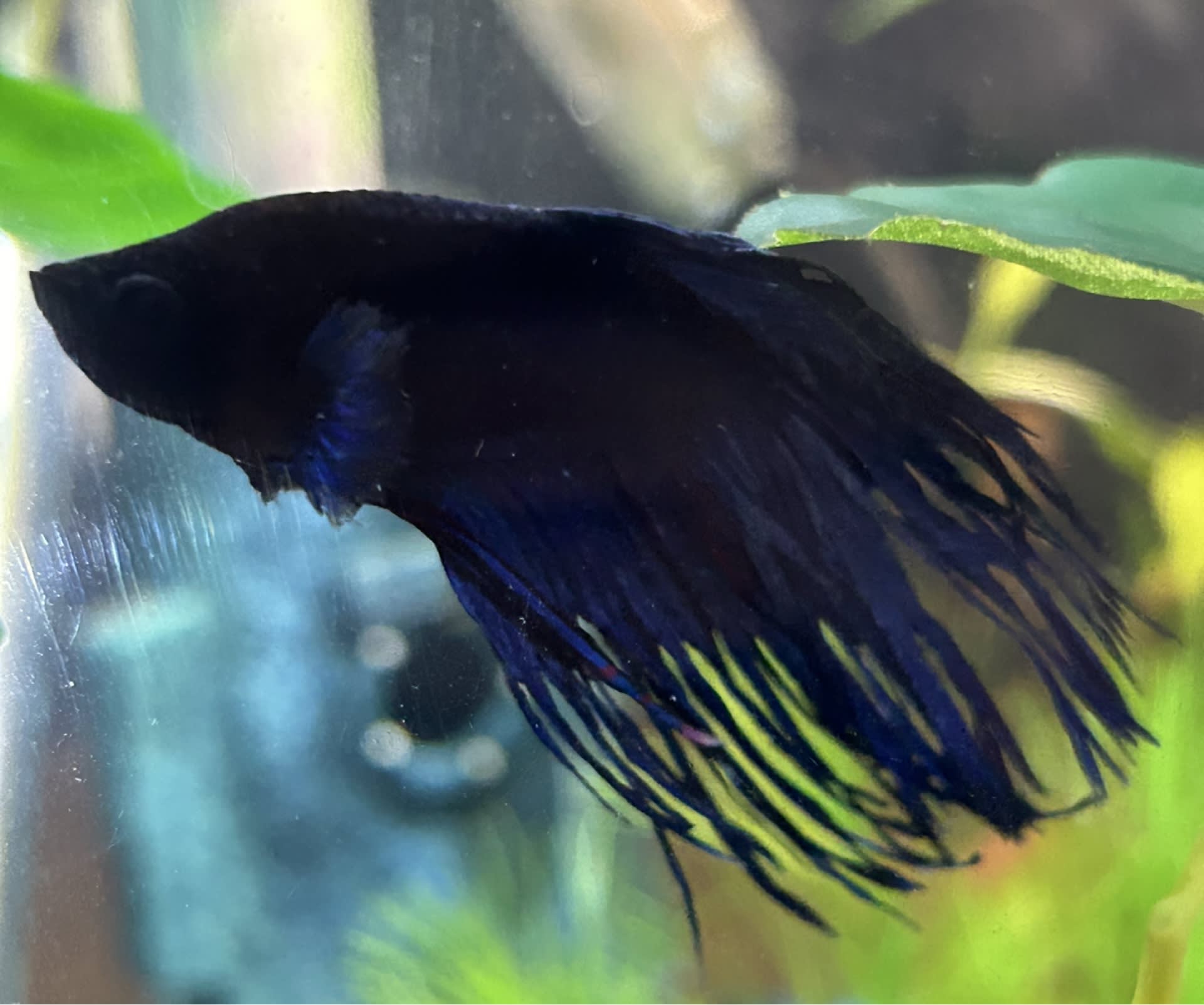 Crowntail Betta