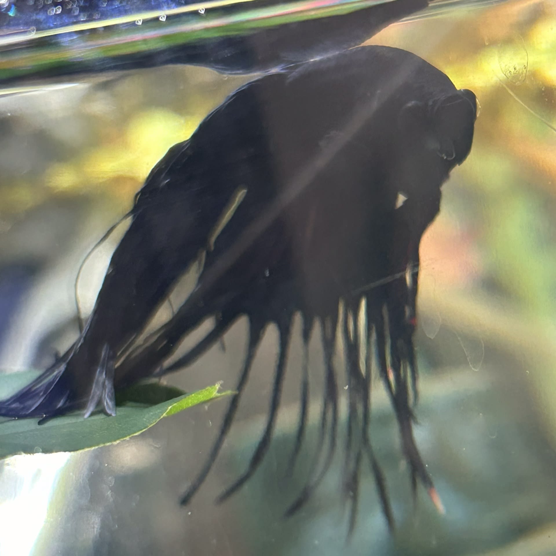 Crowntail Betta