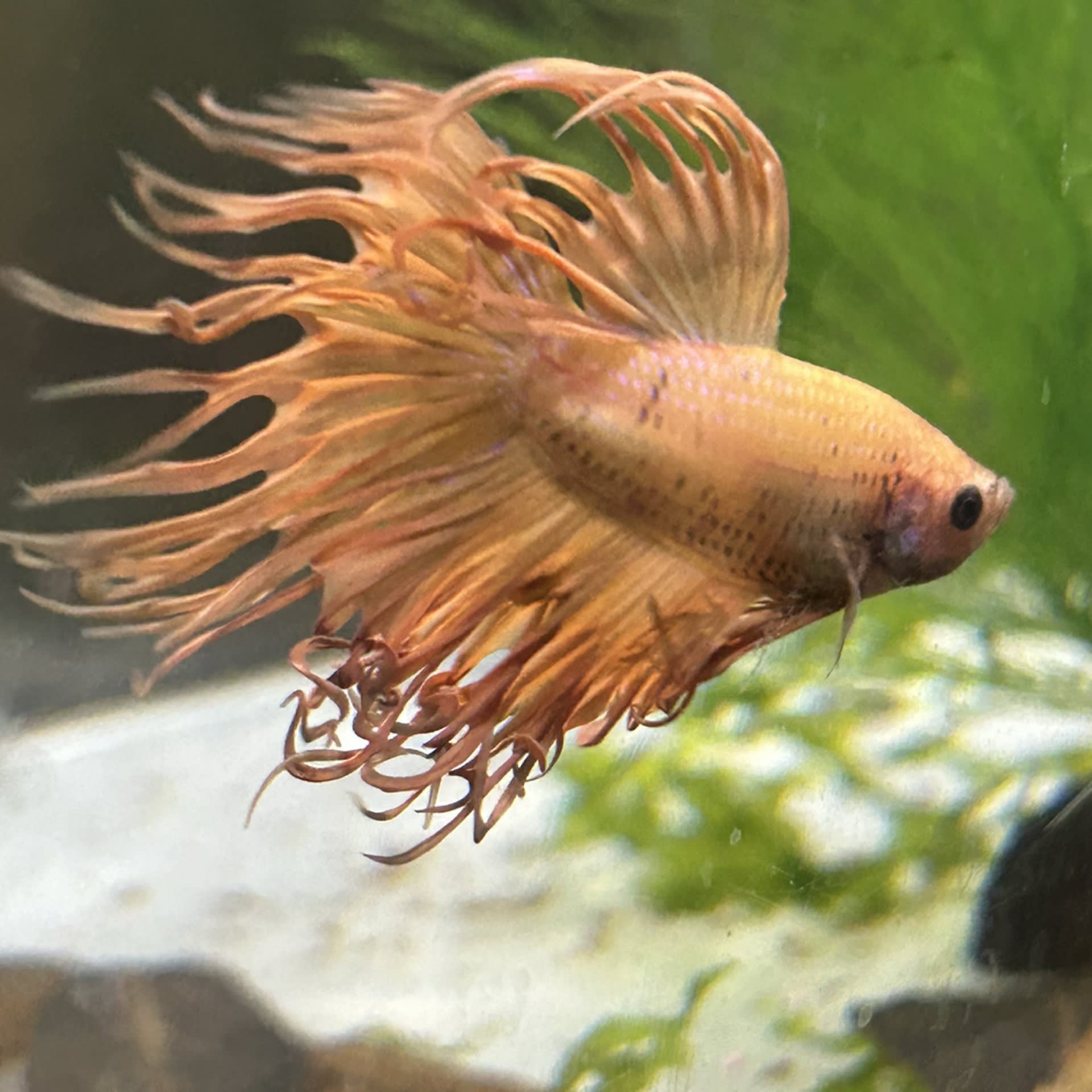 Crowntail Betta