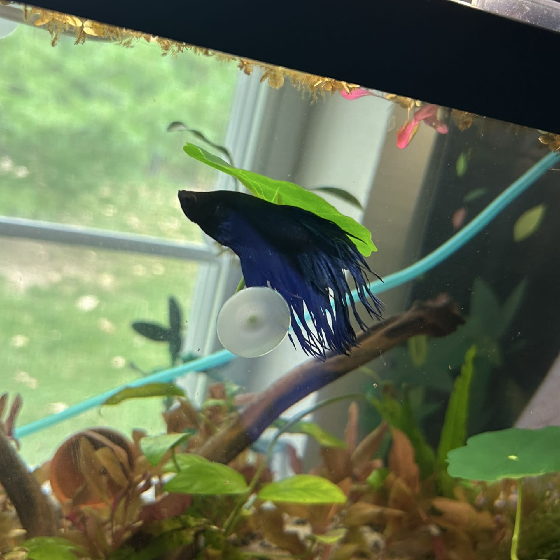 Crowntail Betta