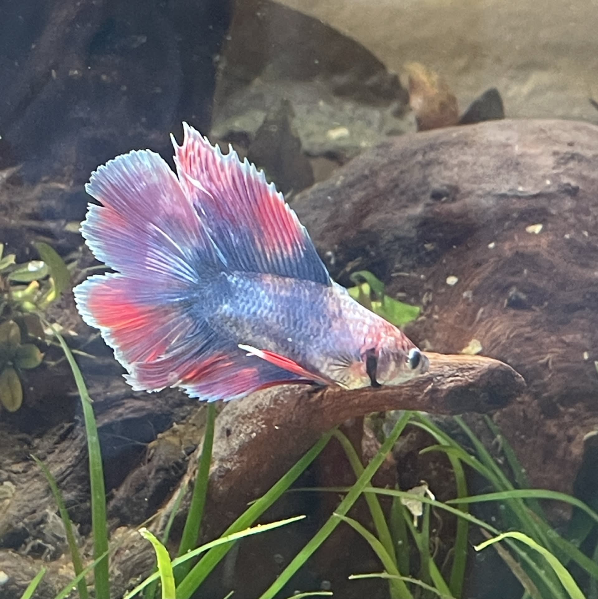 Double Tail Betta