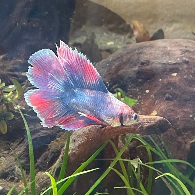 Double Tail Betta