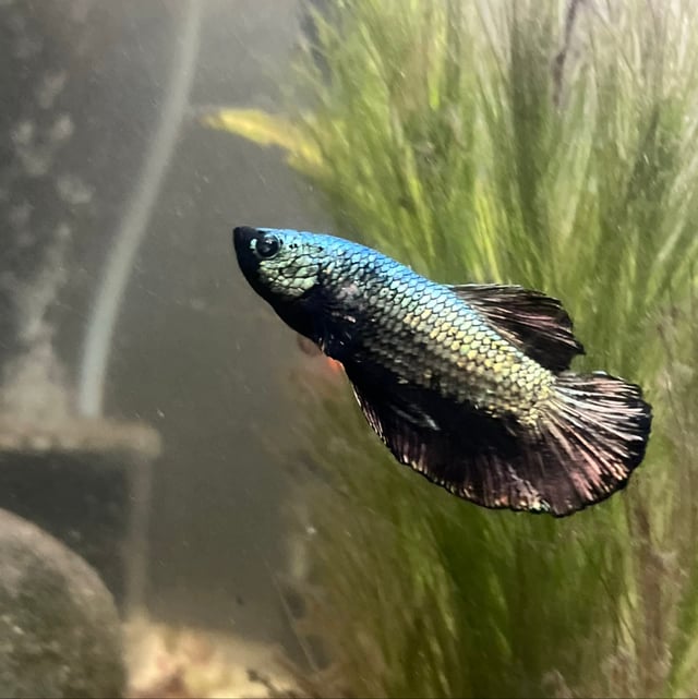 Plakat Betta