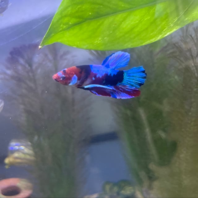 Plakat Betta
