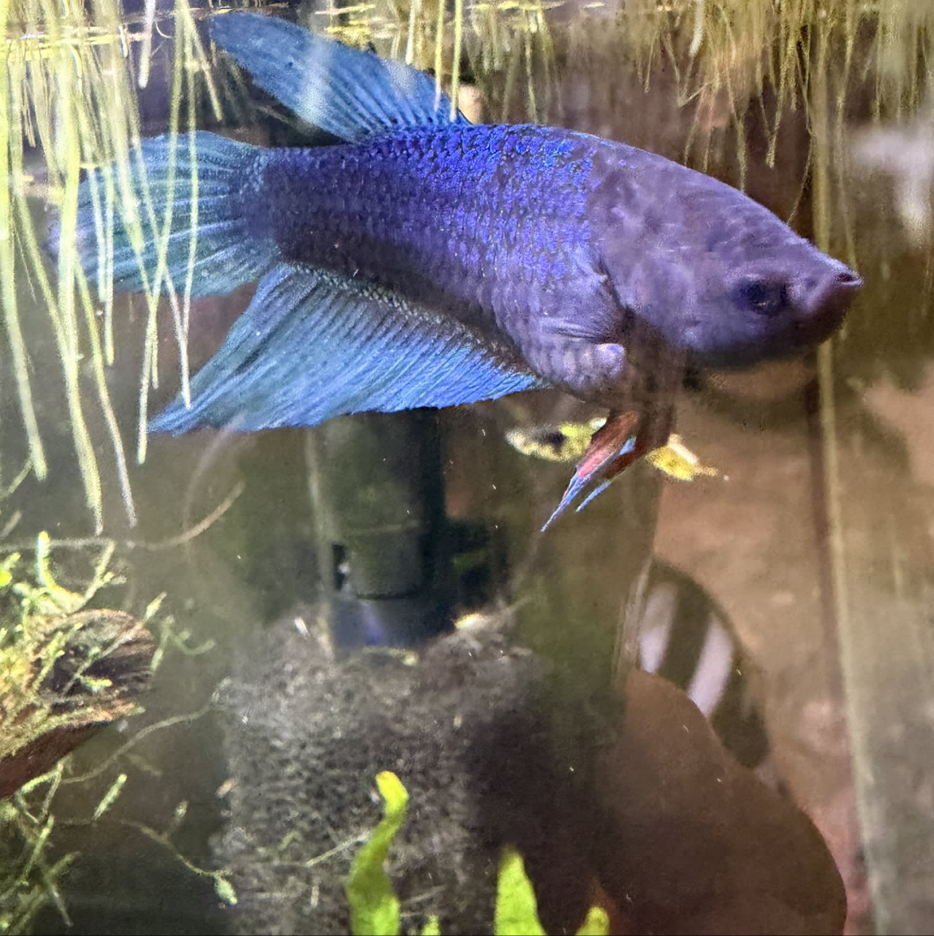 Plakat Betta