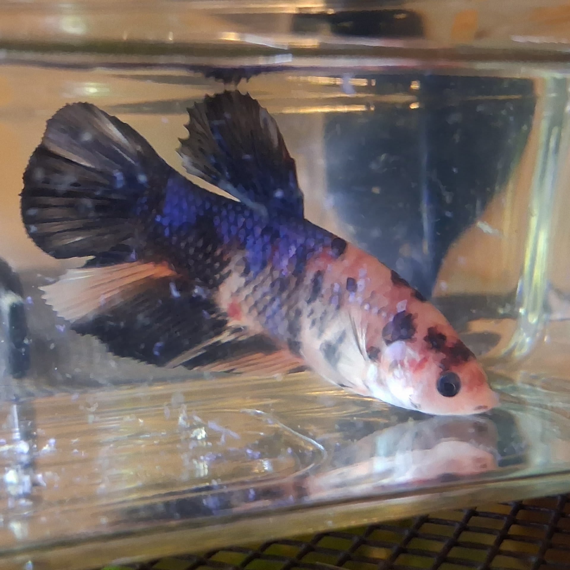 Giant Betta